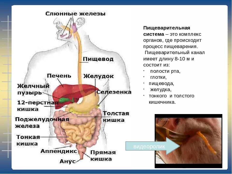 Строение человека система органов. Внутреннее строение человека пищеварительная система. Анатомическая характеристика органов пищеварительной системы. Система органов пищеварения пищеварительные железы. Строение пищеварительной системы селезенка.