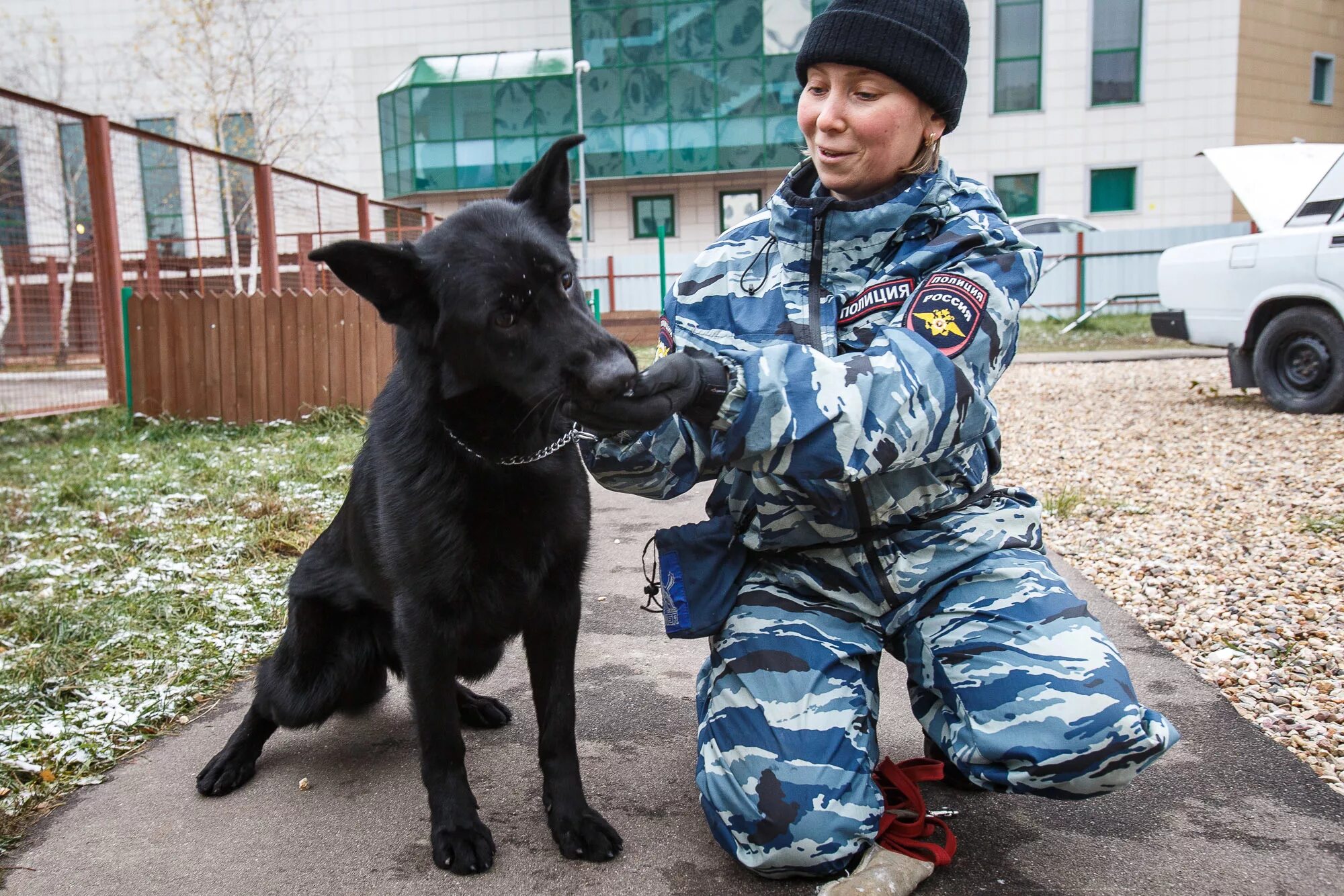 Кинолог центр. Центр кинологической службы МВД Москва. ЦКС ВАО МВД. ЦКС МВД Казань. ЦКС Пермь кинологи.