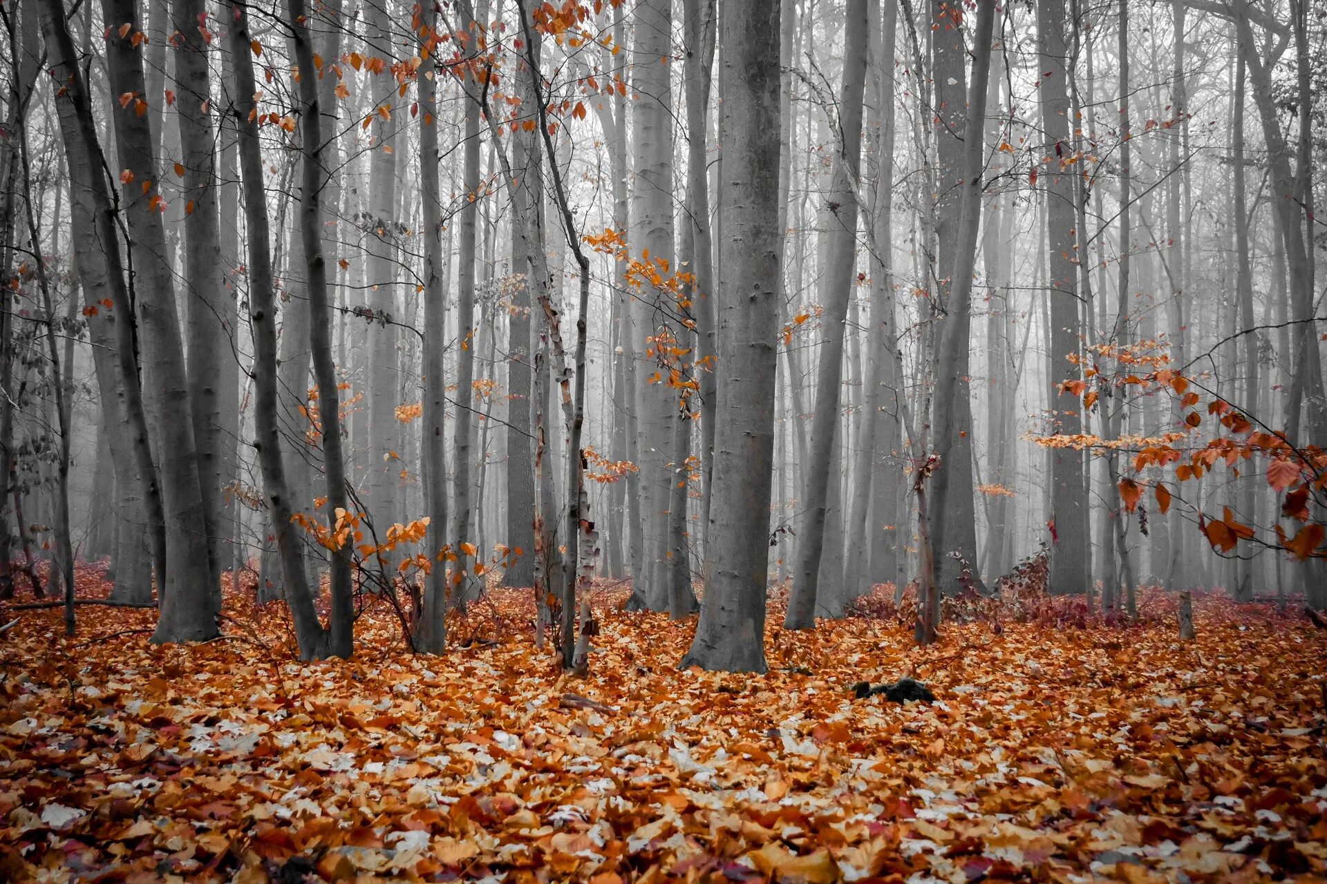 Может ли вас взволновать красота осеннего леса. Осенний лес. Осень в лесу. Картинки на рабочий стол осенний лес. Серый осенний лес.