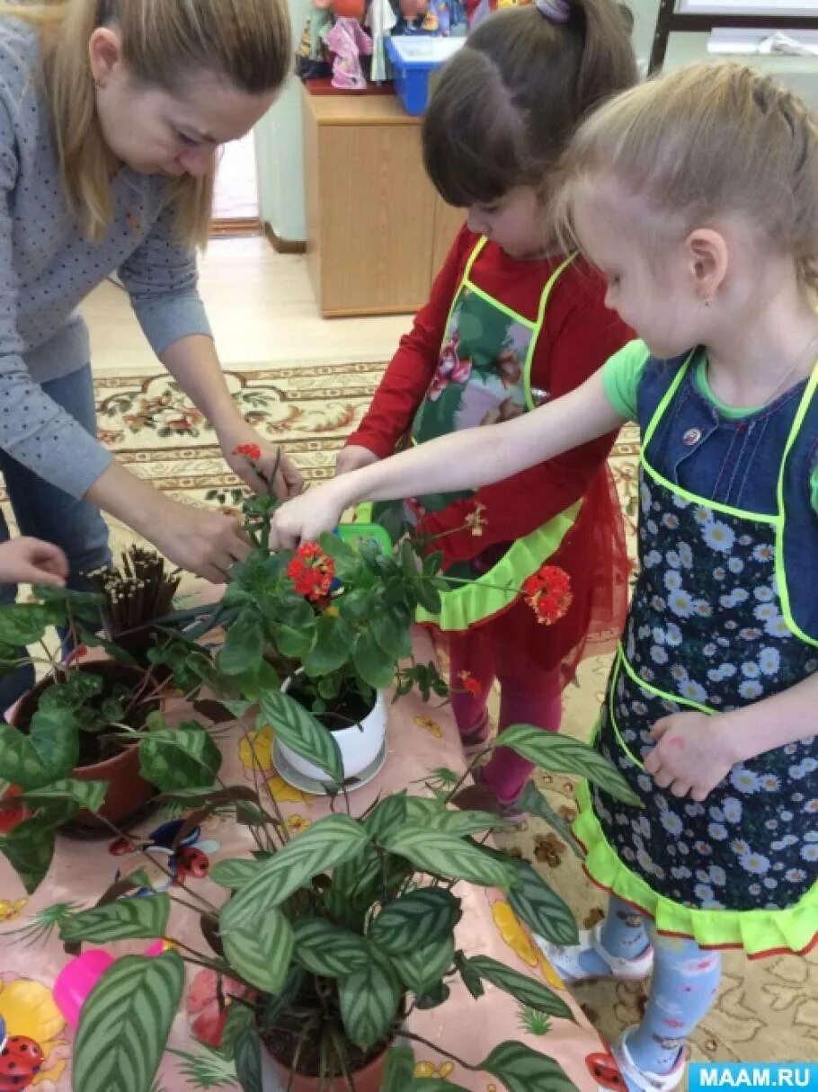 Ухаживание за растениями в детском саду. Комнатные цветы старшая группа. Растения для старшей группы детского сада. Комнатные растения занятие в ДОУ.