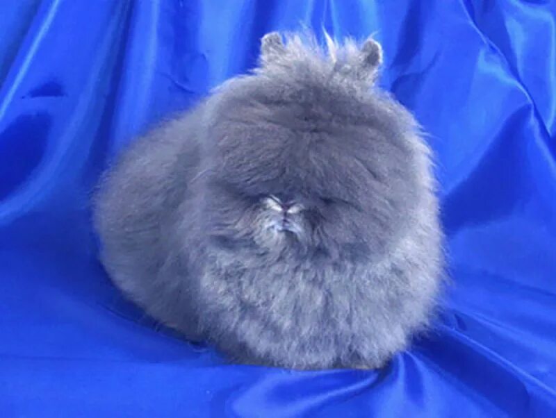 Ангора пушистая. Ангорский кролик. Пушистый ангорский кролик. Ангорский кролик голубой. Ангорский карликовый кролик.