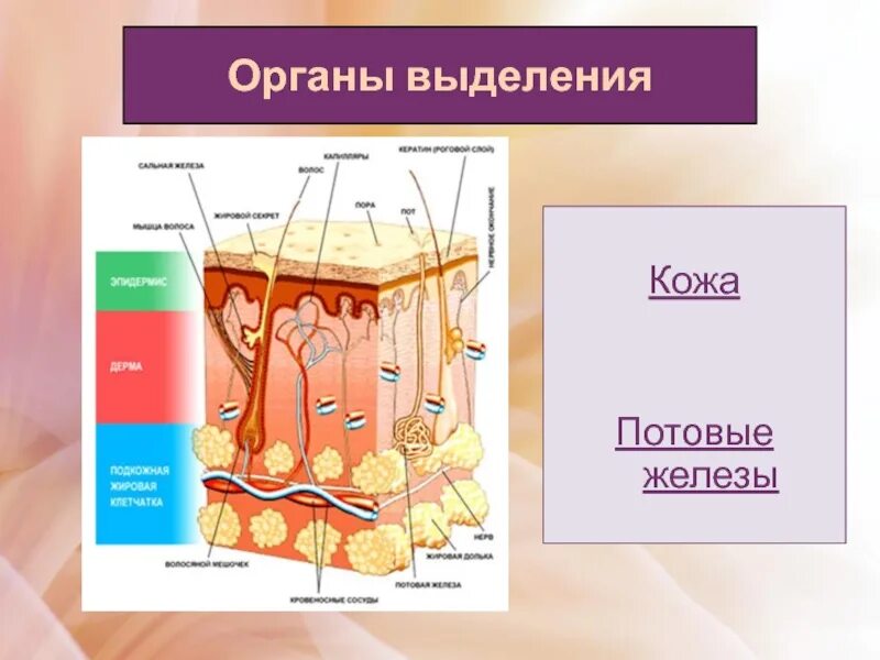 Выделительная функция кожи связана с. Выделительная система кожи сальные железы. Строение кожи выделительная система. Выделительная структура кожи. Выделительная роль кожи.