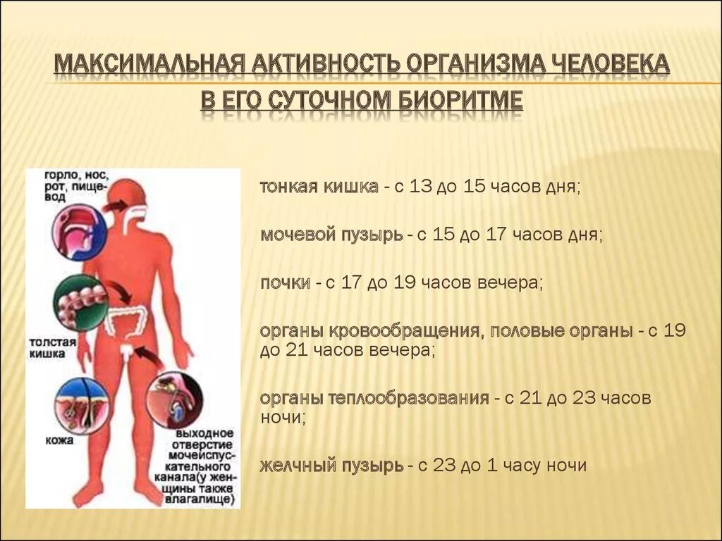 Человеческая активность. Биоритмы человека. Биоритмы органов человека. Суточные ритмы органов человека. Суточная активность органов человека.