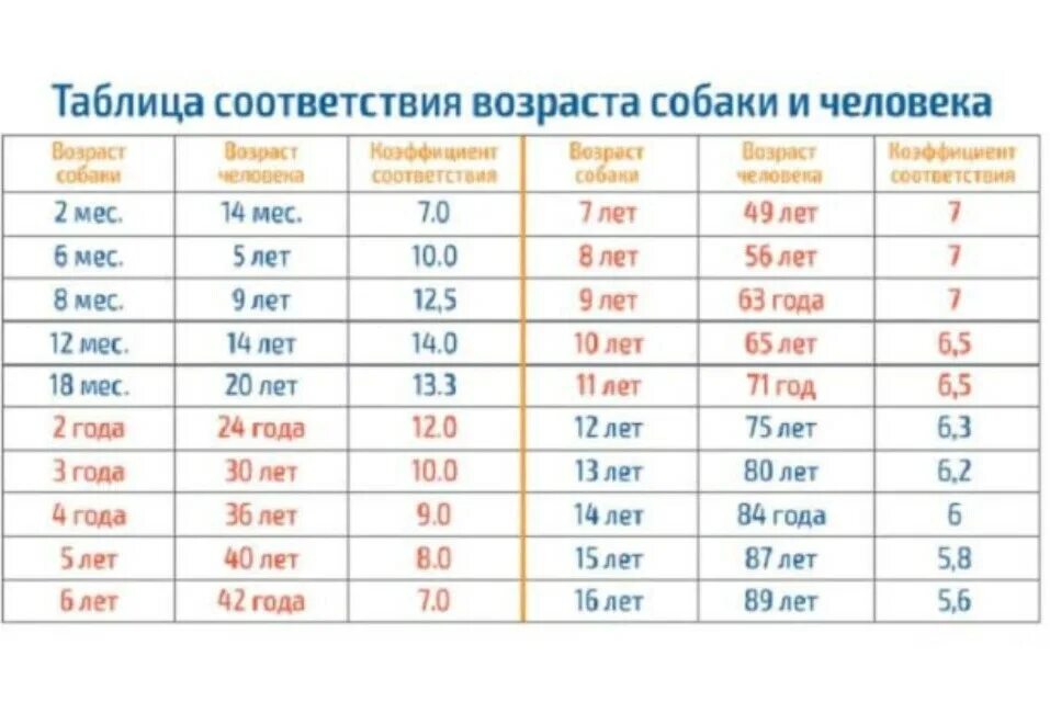 Со скольки лет считаются старородящими. Возраст собаки по человеческим меркам таблица. Сколько лет живут собаки по человеческим меркам таблица. Возраст собак на человеческий Возраст в переводе таблица. Возраст щенка по человеческим меркам таблица.