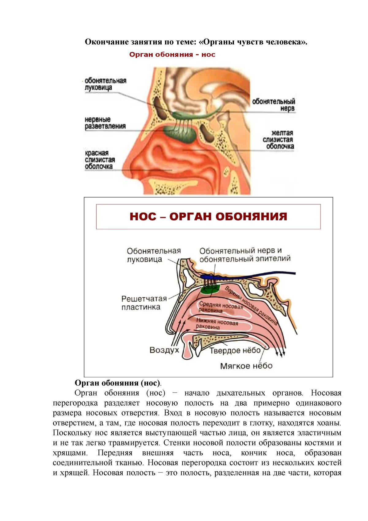 Обоняние анатомия. Нос орган обоняния. Орган обоняния анатомия. Строение органа обоняния человека.