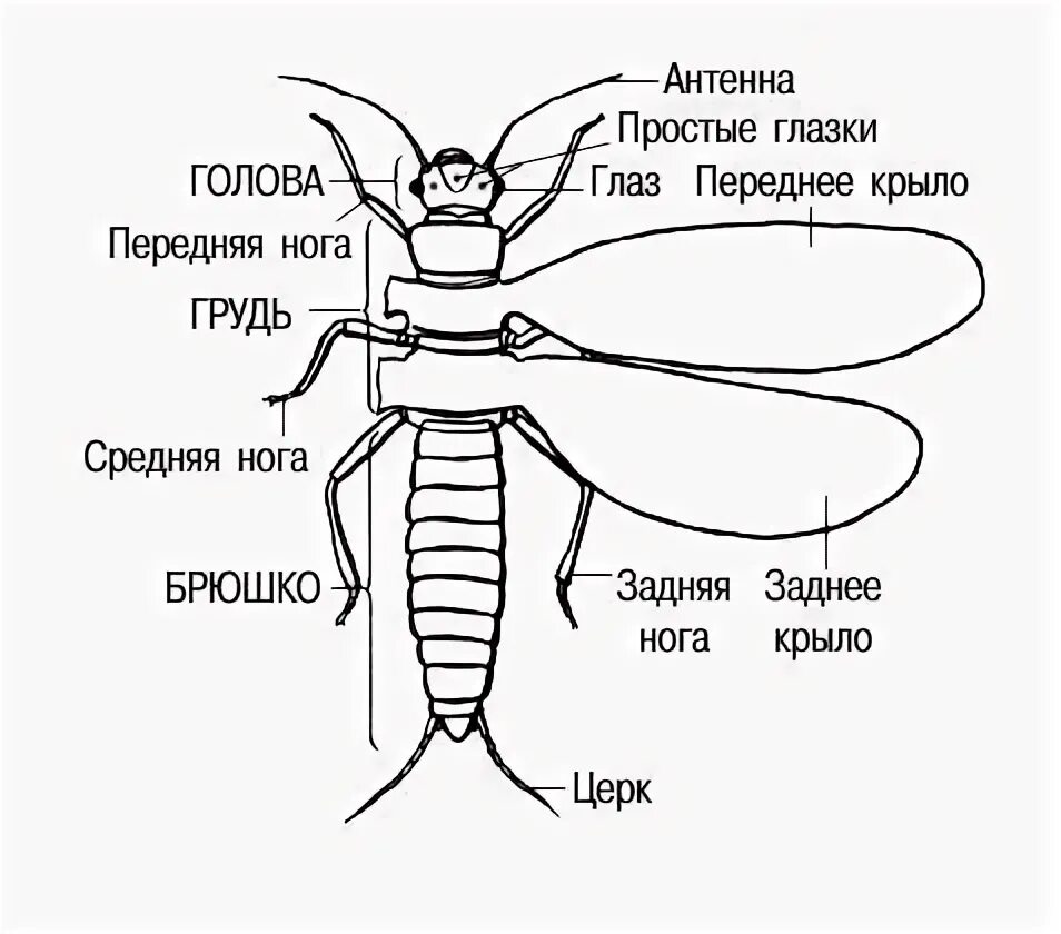 Главные признаки насекомых рисунок. Строение уховертки схема. Внутреннее строение уховертки. Поденки насекомые внутреннее строение. Строение Стрекозы биология 7 класс.