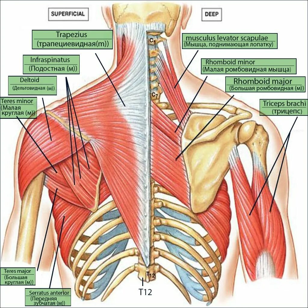 К чему крепятся мышцы. Атлас Синельников мышцы спины. Мышцы лопатки анатомия человека.