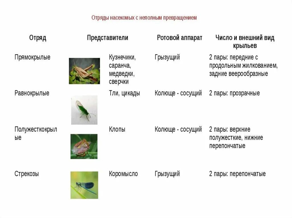 Полное превращение насекомых таблица. Представители отрядов насекомых. Отряды насекомых с неполным превращением. Отряды насекомых таблица. Отряды насекомых и их ротовые аппараты.