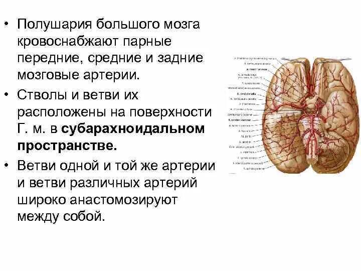 Кровоснабжение полушарий. Мозговые артерии кровоснабжают. Какие сосуды кровоснабжают головной мозг. Головной мозг кровоснабжают артерии. Какая артерия кровоснабжает мозг