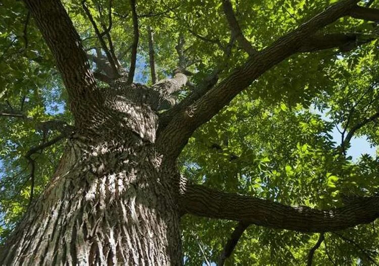 ясень огромный. дерево эш. исполинский дуб. исполинский ясень. ясень обыкновенный крона.