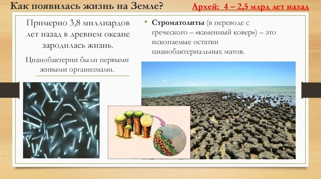 Сколько лет назад зародилась жизнь. Когал заролилась жизнь. Где возникла жизнь на земле. Когда зародилась жизнь на земле. Откуда возникла жизнь.