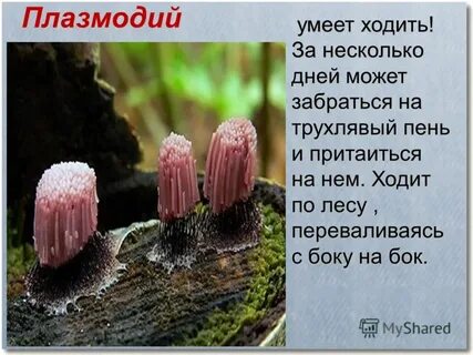 Что такое плазмодий