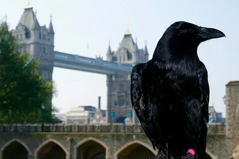 Ravens of the tower of london