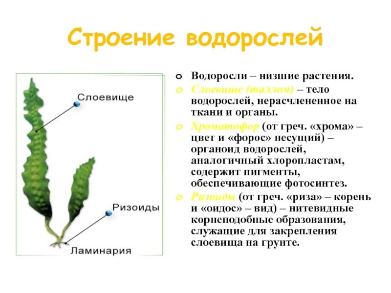 Ламинария Анатомическое строение. Строение водоросли ламинарии. Строение таллома ламинарии. Ламинарии слоевища капуста.