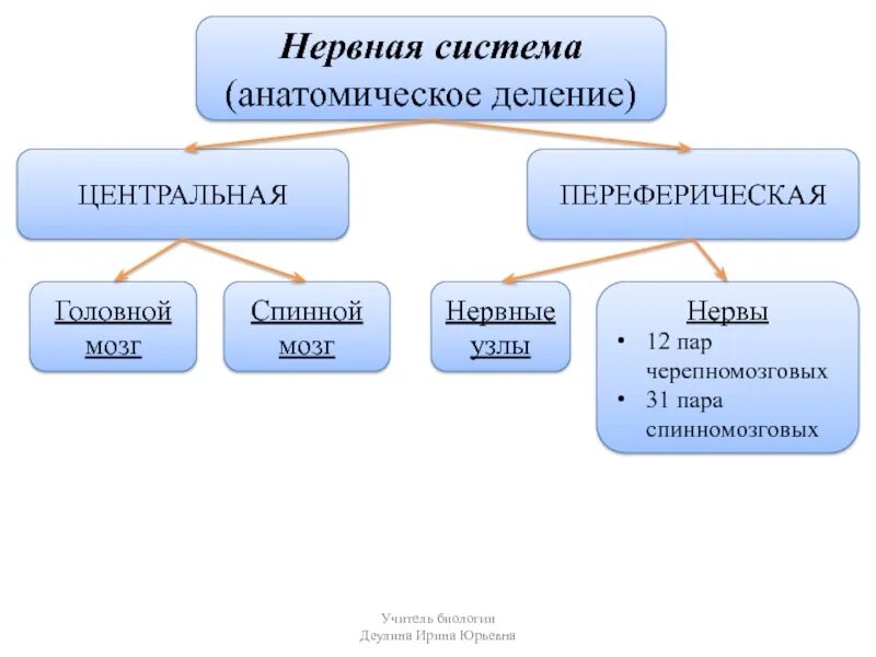 Нервная система делится на схема. Нервная система делится таблица. Деление нервной системы на отделы анатомия. По функциям нервная система делится на. Нервная система делится на центральную и