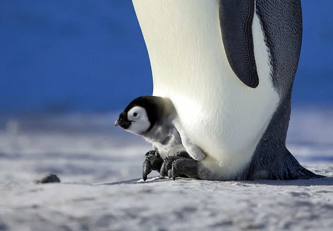 Пингвин х