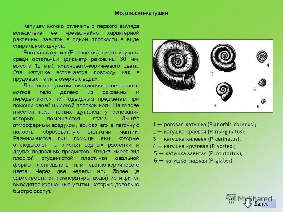 внешнее строение катушки. строение раковины роговой катушки. раковины прудовика и роговой катушки. строение раковины роговой катушки. внешнее и внутреннее строение роговой катушки.