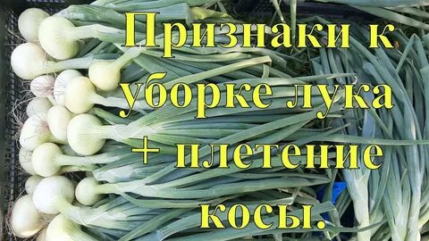Как заплетают лук