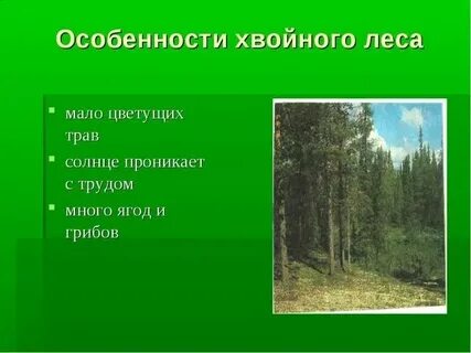 Хвойным лесом под цифрой 3