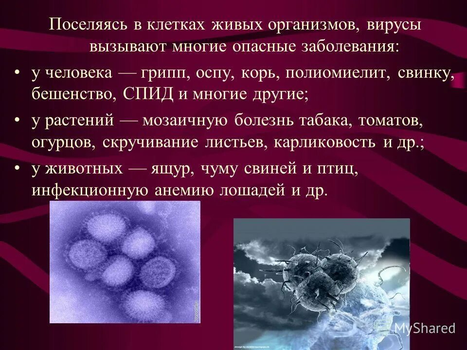 Заболевания вызванные вирусами вич. Вирусные заболевания человека. Самые распространенные вирусы. Вирусы болезни вызываемые вирусами. Вирусы и вызываемые ими заболевания.