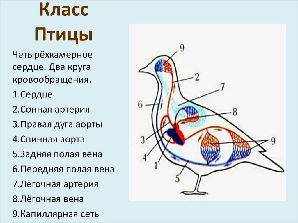 Сколько классов птиц. Класс птицы. Биология класс птицы. Общая характеристика птиц биология. Класс птицы общая характеристика.