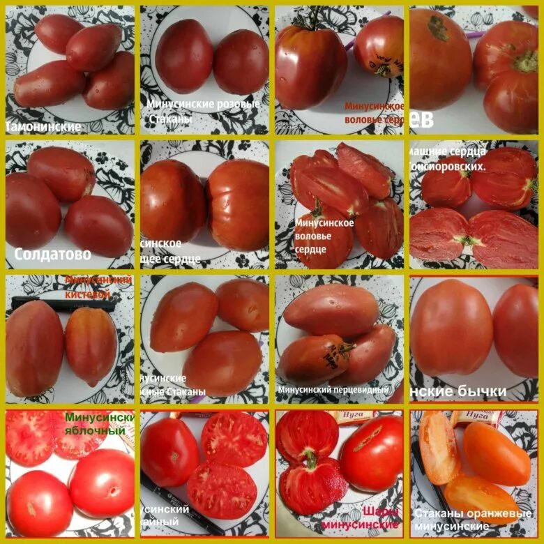 сызранская пипочка томат описание. минусинский медведь томат отзывы фото урожайность характеристика. томат бычье сердце минусинское. томат сердце минусинска сибирский сад. томат бычье сердце минусинское.