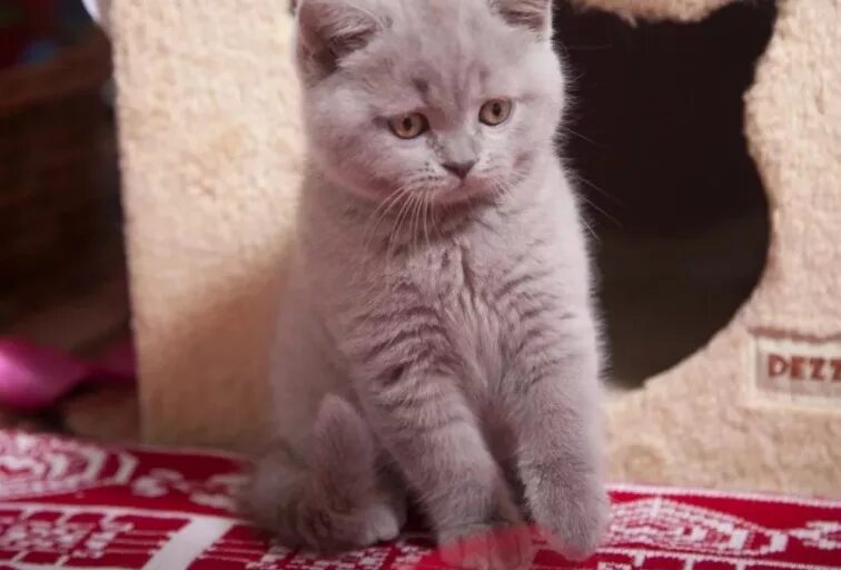 лиловые вислоухие котята. шотландская вислоухая кошка лиловая. лиловый шотландский вислоухий. лиловый табби вислоухие шотландцы. лиловый шотландский скоттиш фолд.