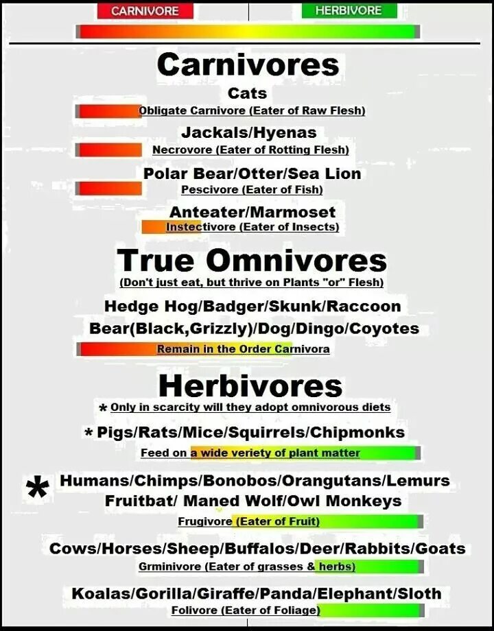 Carnivore перевод. Carnivore Herbivore. Herbivore Carnivore Omnivore. Herbivores Carnivores and Omnivores. Carnivores Herbivores Omnivores list.
