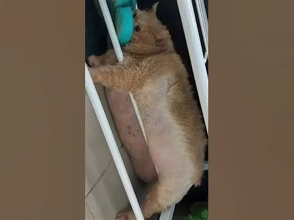 Кот крошик застрял в обувнице. Кот крошик застрял в обувнице