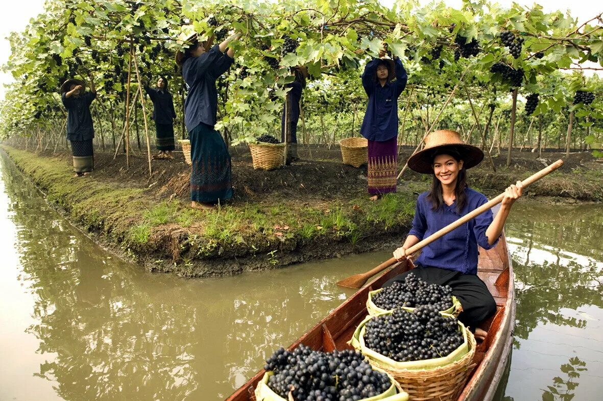 Сельское хозяйство Тайланда. Тайцы сельское хозяйство. Промышленность Таиланда. Тайланд занятия населения. Малайзия специализация