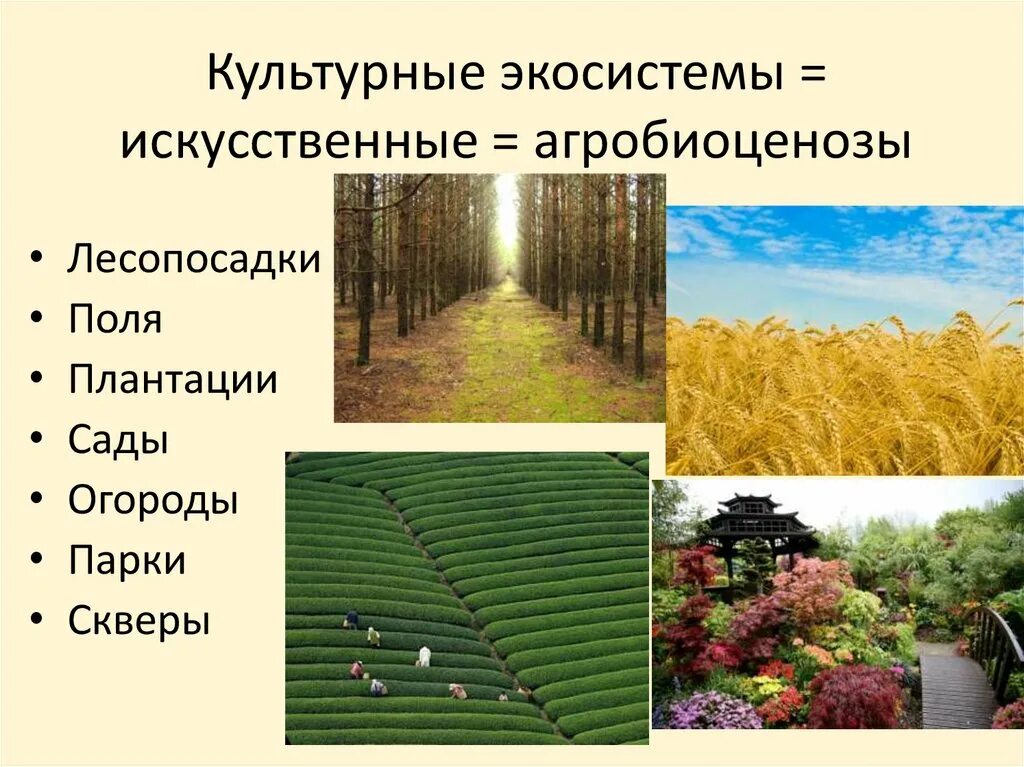 Разнообразие видов экосистем. Искусственная экосистема агробиозиноза. культурные (искусственные) экосистемы. разнообразие биогеоценозов. разнообразие искусственных экосистем.