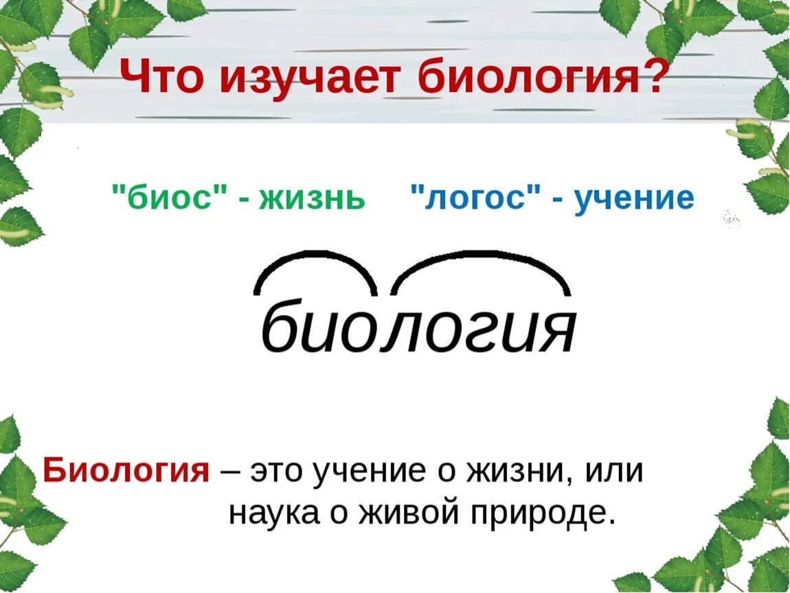 Урок биологии текст. Что изучает биология. Что изучает биология кратко. Что такое биология кратко. Что изучает биология 5 класс.