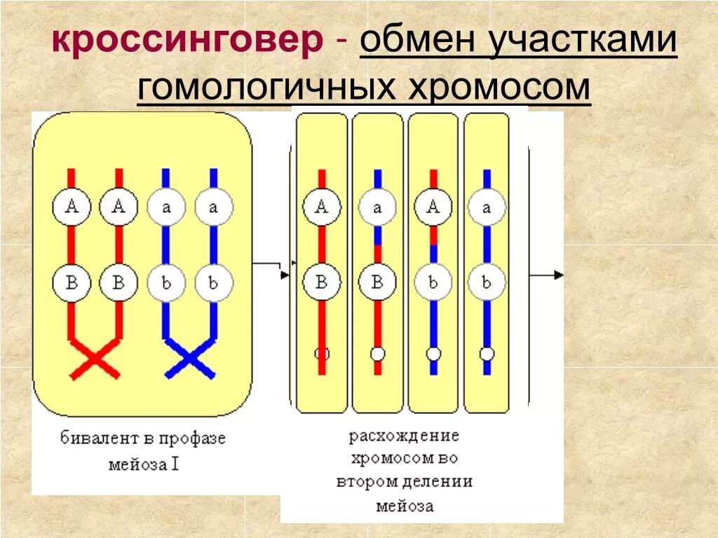 Обмен участками хромосом. Гомологичные участки хромосомы это. Процесс кроссинговера. Гомологические хромосомы обмениваются участками в. Перекомбинация генов в мейозе