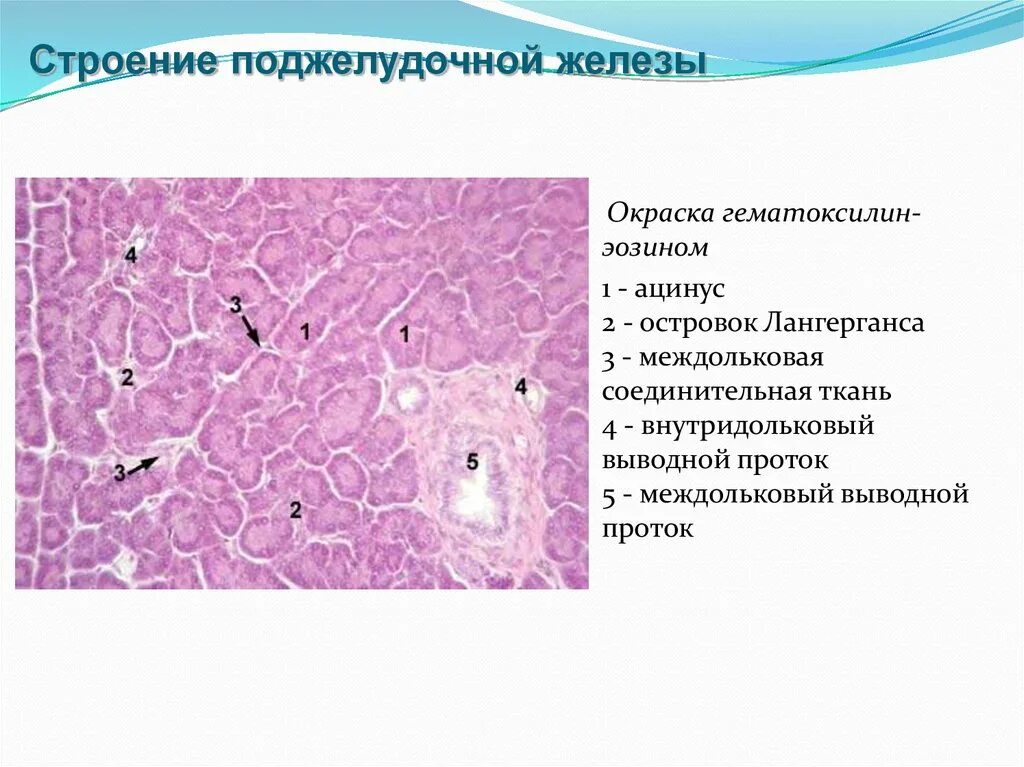 Эпителий печени и поджелудочной железы. Островки Лангерганса поджелудочной гистология. Островки Лангерганса гистология препарат. Поджелудочная железа гистология гематоксилин эозин. Поджелудочная железа гистология препарат.