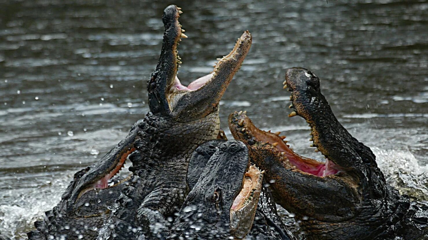 Крокодил сражается. Гребнистый крокодил. Гребнистый крокодил. Крокодил сражается. Комодский варан и крокодил.