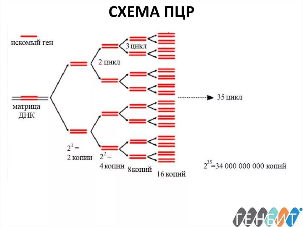 Схема 2 циклов ПЦР. Полимеразная цепная реакция схема. Схема исследования методом ПЦР. Этапы ПЦР схема.