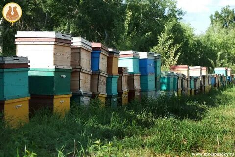 В деревне лимоновка открылась новая пасека