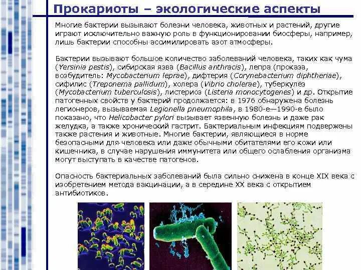 Микроорганизмы прокариоты