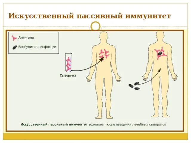 Искусственный пассивный иммунитет. Искусственный пассивный иммунитет вырабатывается. Иммунитет активный и пассивный естественный и искусственный. Пассивный искусственный иммунитет возникает при. Активный иммунитет вырабатывается после введения