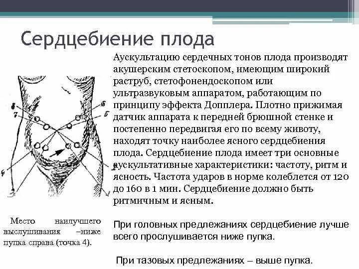 Можно почувствовать сердцебиение плода. Аускультация сердечных тонов плода. Методика аускультации сердцебиения плода. Выслушивание сердцебиения плода 1 позиция. Точки аускультации сердцебиения плода.