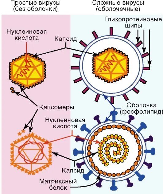 Строение простых и сложных вирусов. Строение сложного вируса микробиология. Схематичное строение простого и сложного вируса. Строение вириона полиомиелита.