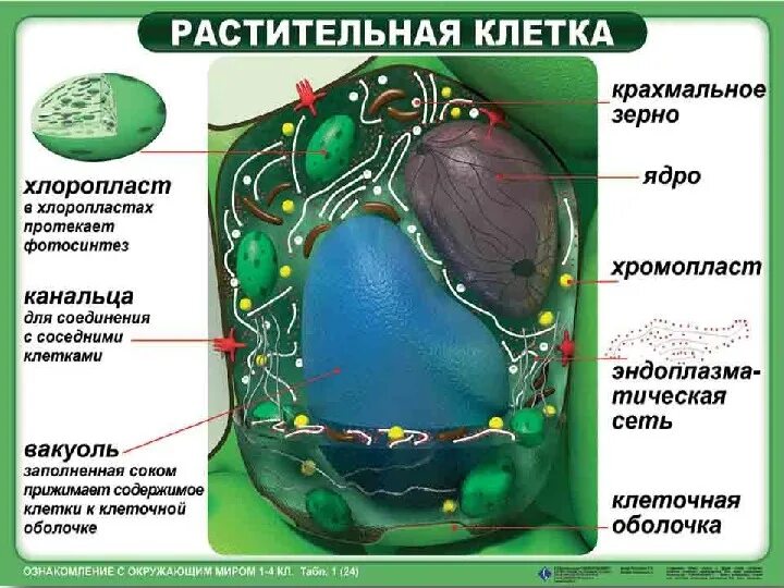 Строение клетки растения. Структура растительной клетки. Строение растительной клетки. Структура клетки растения. Растительная клетка лабораторная