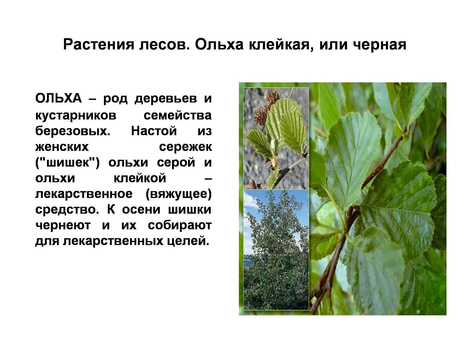 Род кустарников деревьев