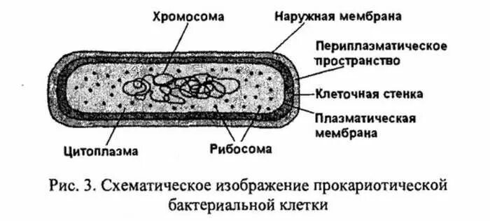 Строение хромосом прокариотической и эукариотической клетки. Строение хромосом прокариотической и эукариотической клетки