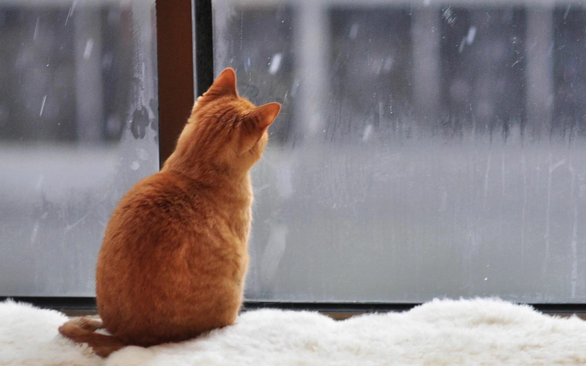 Снежок пришел. Снег за окном. Кот в снегу. Рыжая кошка на окне. Кот и снег за окном.