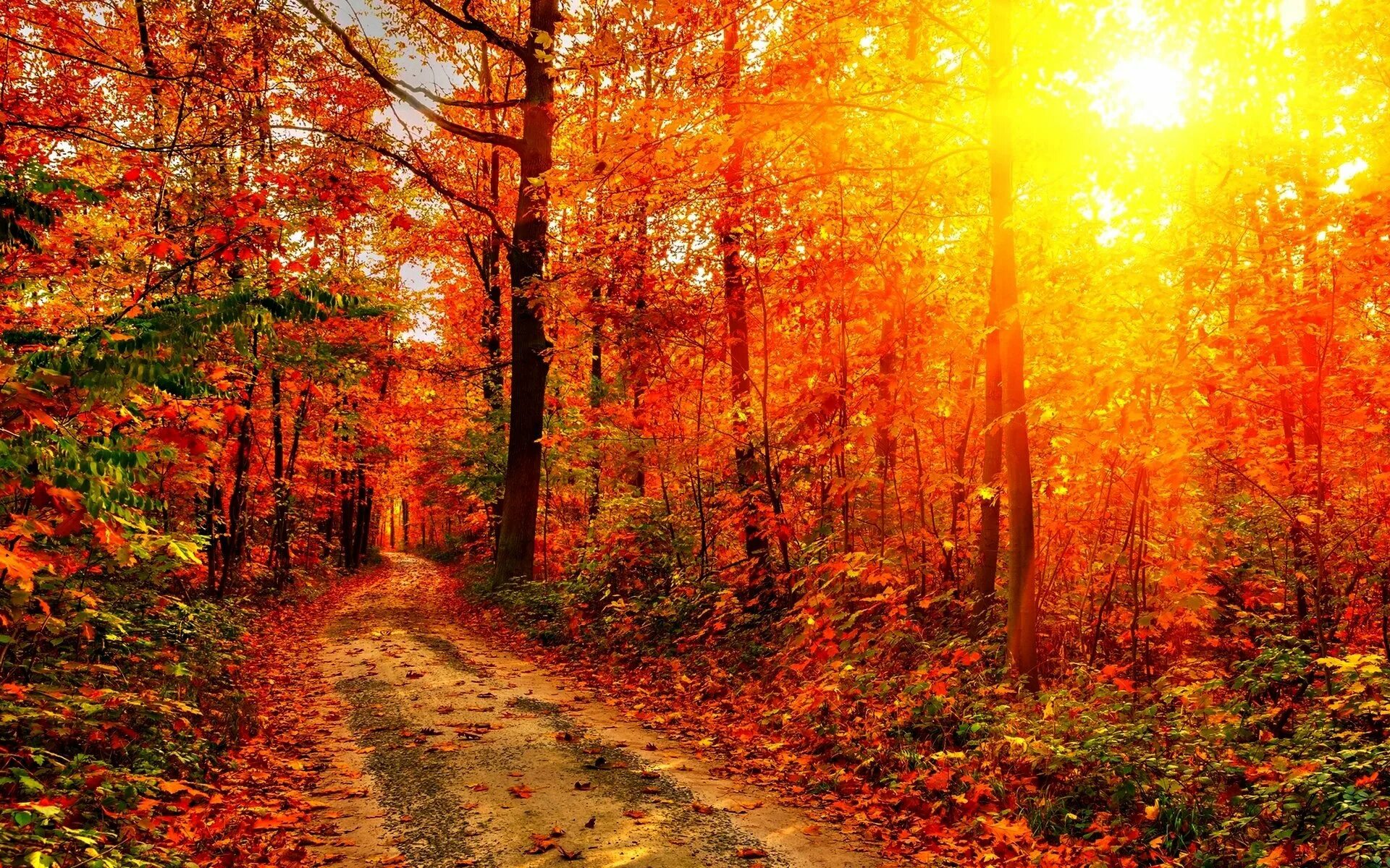 Картинка времена года осень. Осенний лес. Красивый осенний лес. Золотая осень. Осень солнце.