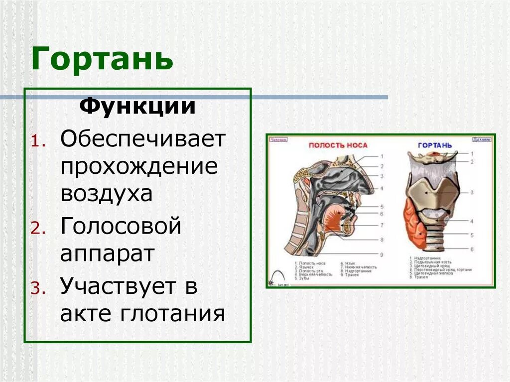 Функции гортани в дыхательной системе. Гортань анатомия функции. Функции гортани 8 класс биология. Функции горьань в дыхательной системе. Глотка выполняет функции