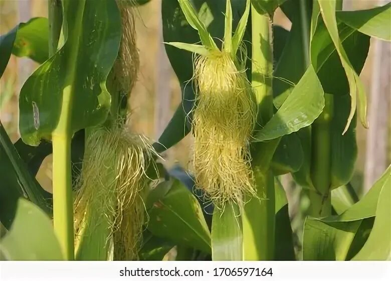 Цветение початка кукурузы. Corn flower. Растение похожее на кукурузу. Сельское хозяйство кукуруза. Полевая кукуруза.
