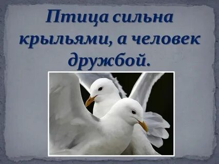 Сильна крыльями а человек дружбой