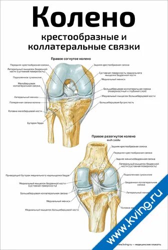 Коллатеральная связка коленного сустава. Большеберцовая коллатеральная связка. Медиальная коллатеральная связка. Малоберцовая коллатеральная связка.